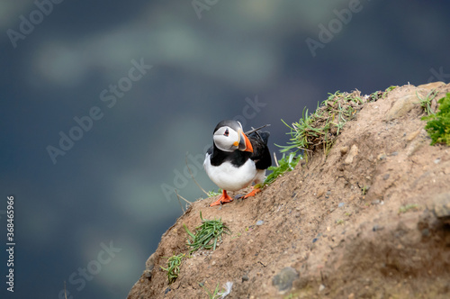 Puffins perched on a grassy cliff at Bempton Cliffs, Bridlington, East Yorkshire