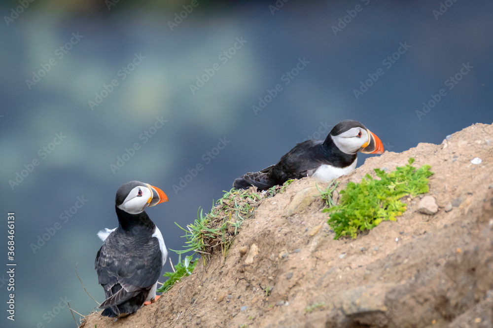 Fototapeta premium Puffins perched on a grassy cliff at Bempton Cliffs, Bridlington, East Yorkshire