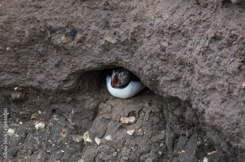 A puffin shelters in its hole, at Bempton Cliffs, Bridlington, East Yorkshire