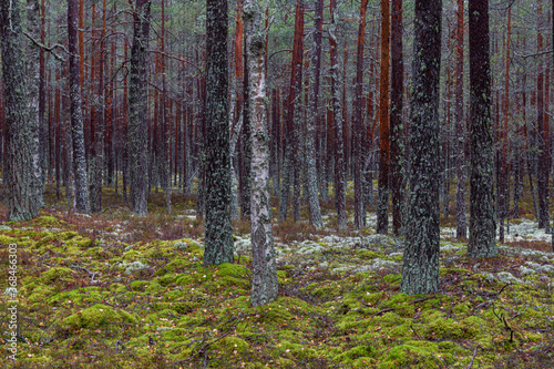 Fototapeta Naklejka Na Ścianę i Meble -  pine forest with white and green moss