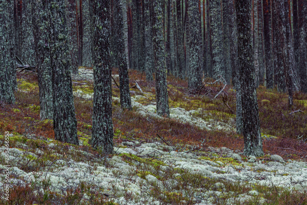 pine forest with white and green moss pine forest with white and green moss