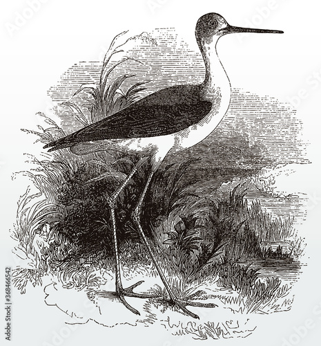 Black-winged stilt, himantopus in side view standing on a shore of a water, after an antique illustration from the 19th century