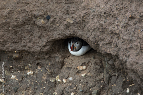 A puffin shelters in its hole, at Bempton Cliffs, Bridlington, East Yorkshire