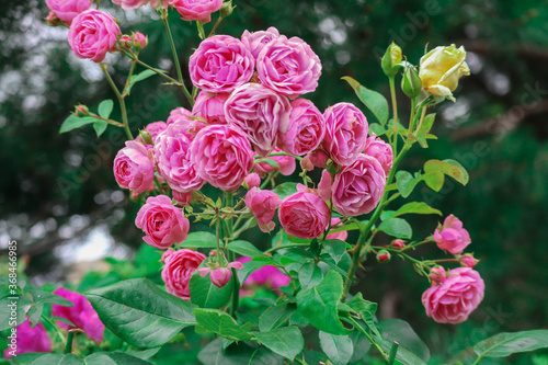 Beautiful bush of pink roses with bokeh background