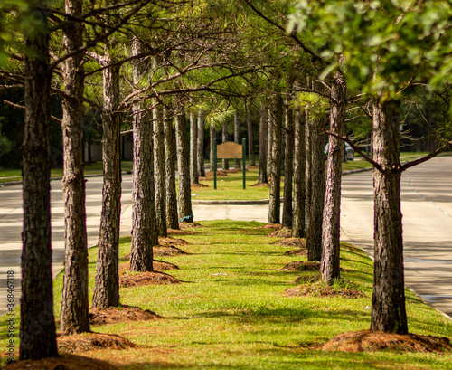 Cuadro en lienzo Symmetric row of trees in center median at the entrance of a neighborhood in Conroe, TX