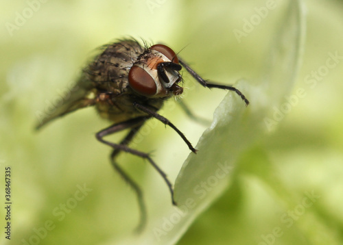 fly on green leaf © Tomas