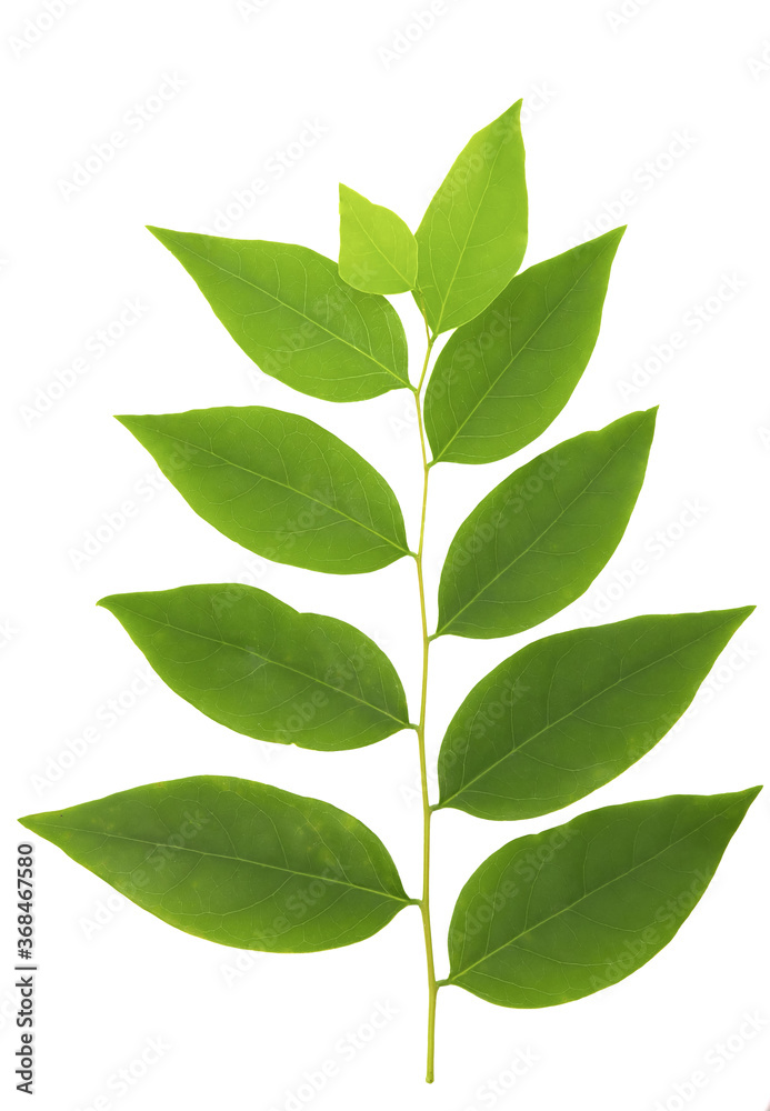 The top view of the tropical green  leaves, isolated on a white background