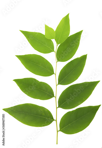 The top view of the tropical green  leaves  isolated on a white background