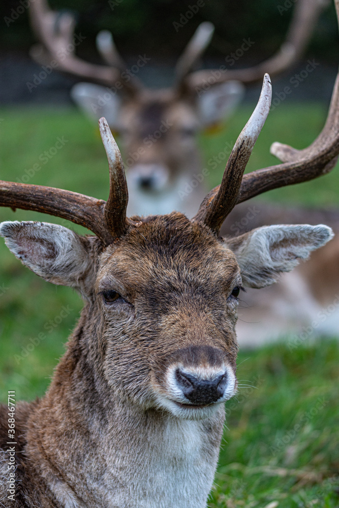 Obraz premium Beautiful Fallow deer’s in Phoenix Park, Dublin, Ireland.