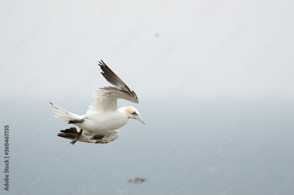 A Gannet flying over Bempton Cliffs, Bridlington, East Yorkshire A Gannet flying over Bempton Cliffs, Bridlington, East Yorkshire