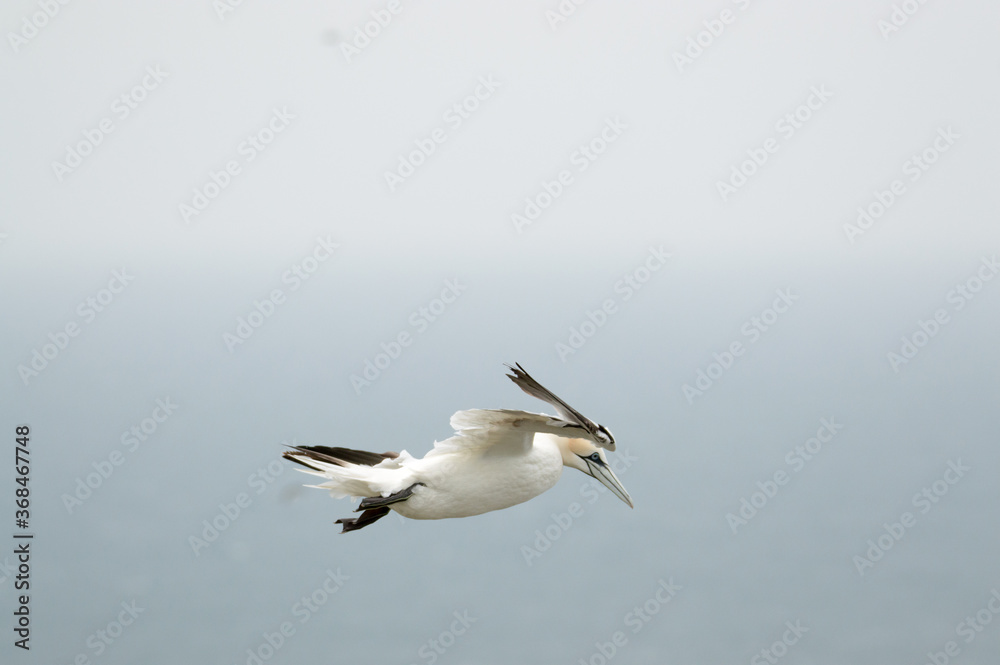 A Gannet flying over Bempton Cliffs, Bridlington, East Yorkshire A Gannet flying over Bempton Cliffs, Bridlington, East Yorkshire