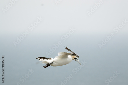 A Gannet flying over Bempton Cliffs, Bridlington, East Yorkshire