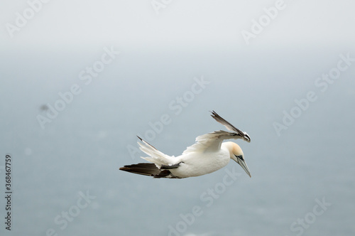 A Gannet flying over Bempton Cliffs, Bridlington, East Yorkshire
