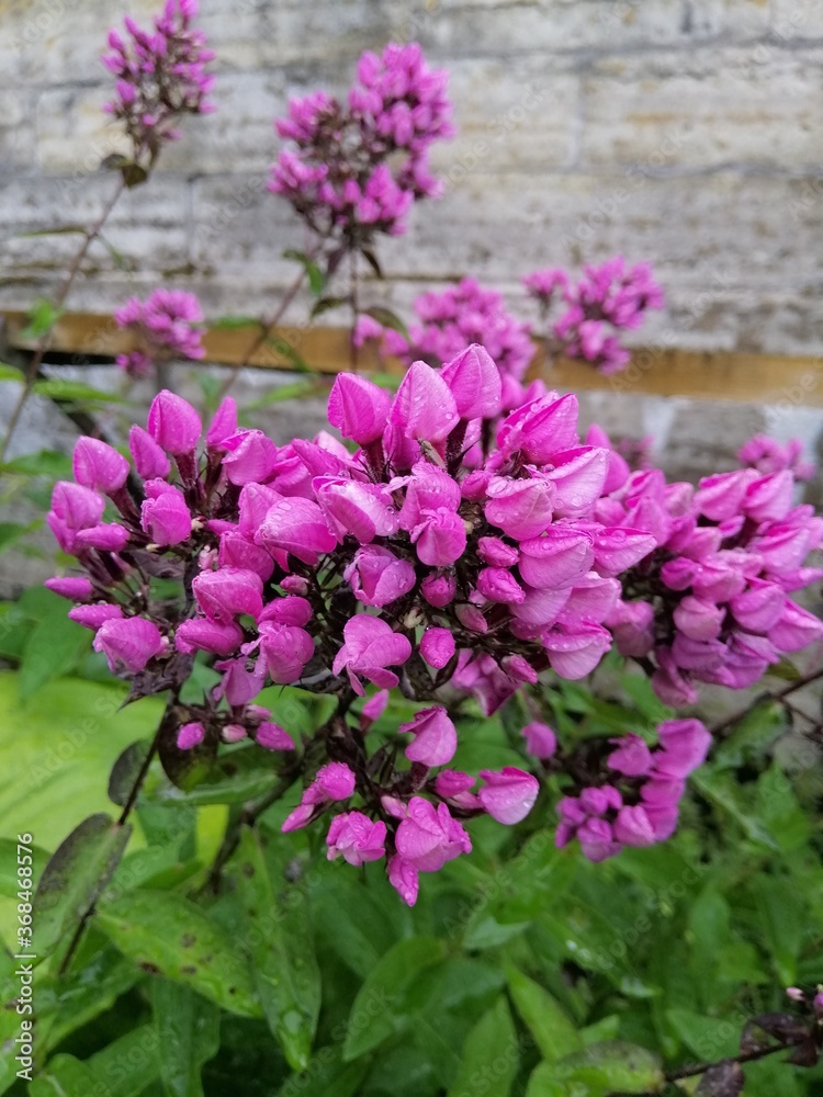 Obraz premium unusual rare blooming Phlox Butonic or Butonik with unopened purple inflorescences on the flower bed. Flower Wallpaper