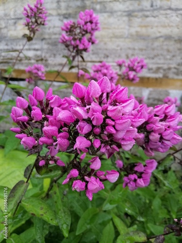 Wallpaper Mural unusual rare blooming Phlox Butonic or Butonik with unopened purple inflorescences on the flower bed. Flower Wallpaper Torontodigital.ca
