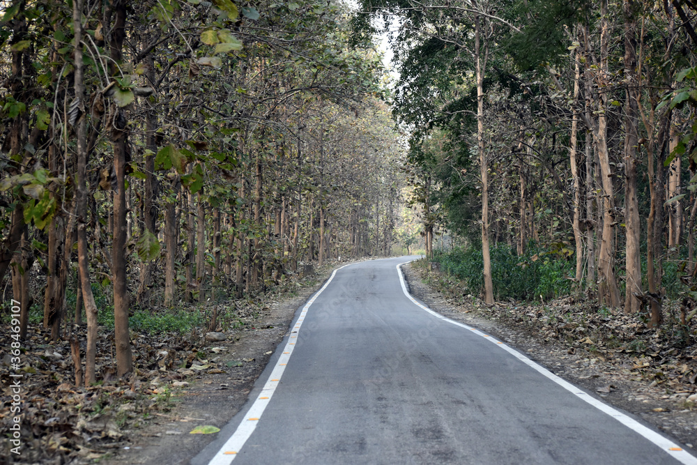Naklejka premium Beautiful picture of clean road and jungle