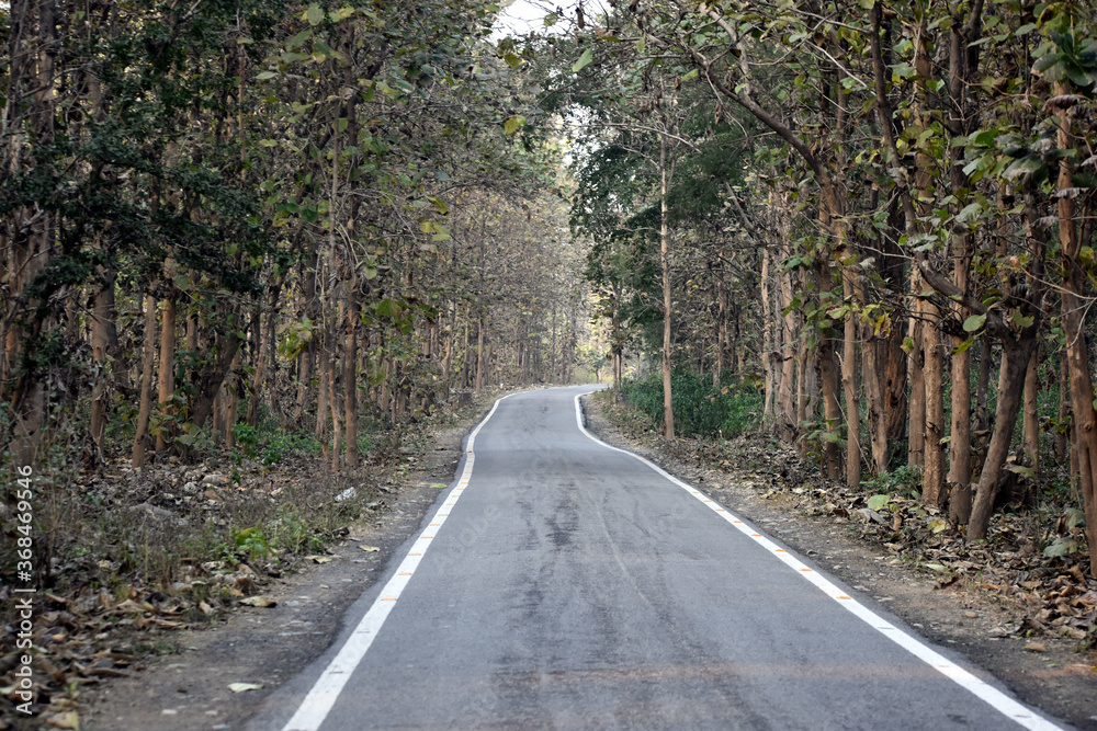 Fototapeta premium Beautiful picture of jungle road in uttarakhand india