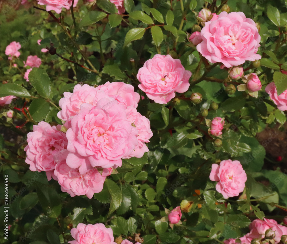 Shrub pink roses. Blurred of sweet roses in pastel colour style on soft blur bokeh texture for background. Gardening concept, self-made, hobby, eco. Shrub pink roses. Blurred of sweet roses in pastel colour style on soft blur bokeh texture for background. Gardening concept, self-made, hobby, eco.
