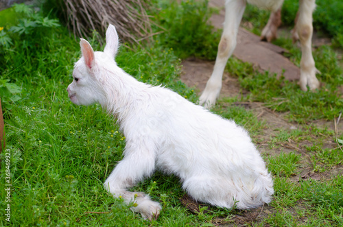 A newborn withe goat is lying on the green grass in the backyard. Farm and village concept.