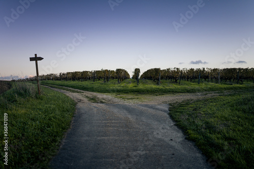Vines field in France photo