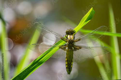 Close-up of Broad-bodied chaser dragonfly female (Libellula depressa) with large transparent wings and honey brown color body sitting on grass on blurred green garden pond background. Macro of insect.