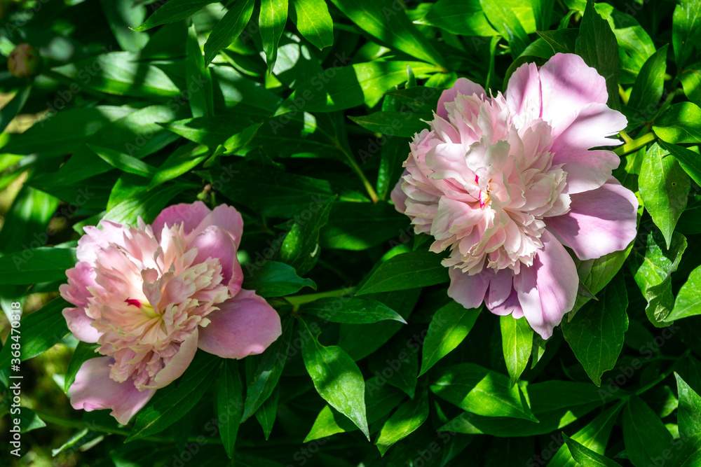 Beautiful delicate pink peonies blooming under the sun against the dark green of the garden. Selective focus. Nature concept for design Beautiful delicate pink peonies blooming under the sun against the dark green of the garden. Selective focus. Nature concept for design