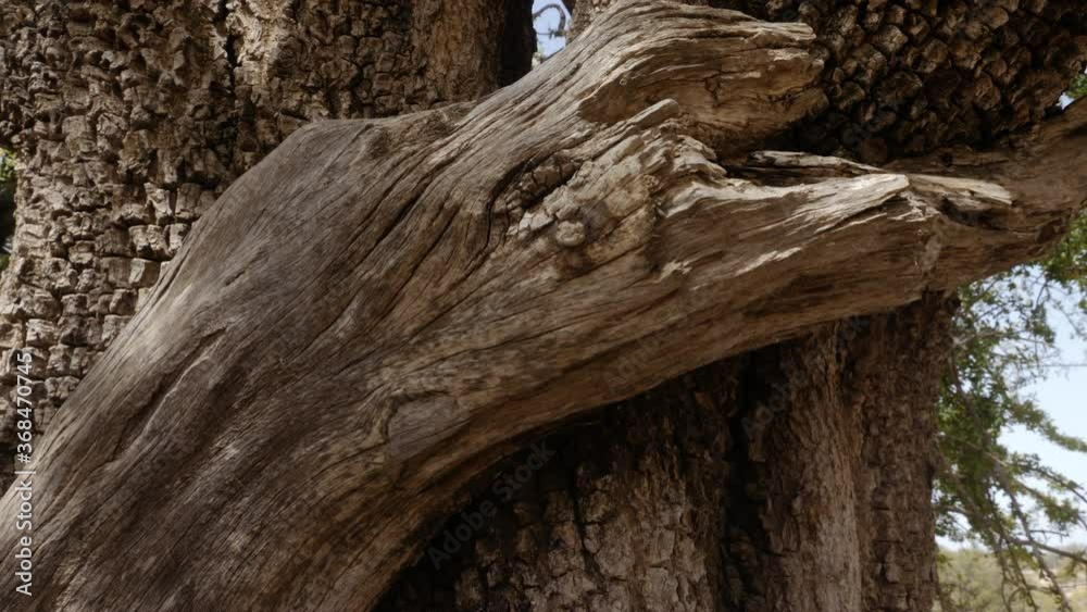 Argan tree, closeup of the trunk, beautiful abstract tree bark. Nature tree background texture footage. Slow-motion. The Argan tree is cultivated for the famous Argan oil that is produced from the ker Argan tree, closeup of the trunk, beautiful abstract tree bark. Nature tree background texture footage. Slow-motion. The Argan tree is cultivated for the famous Argan oil that is produced from the ker
