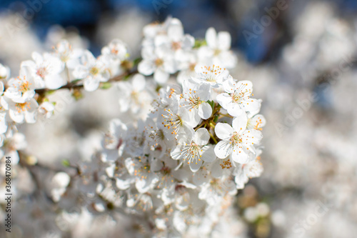 White flowers against a blurred background