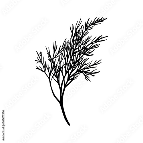 Fresh fennel branch isolated on white background. Dill bunch. Vector illustration