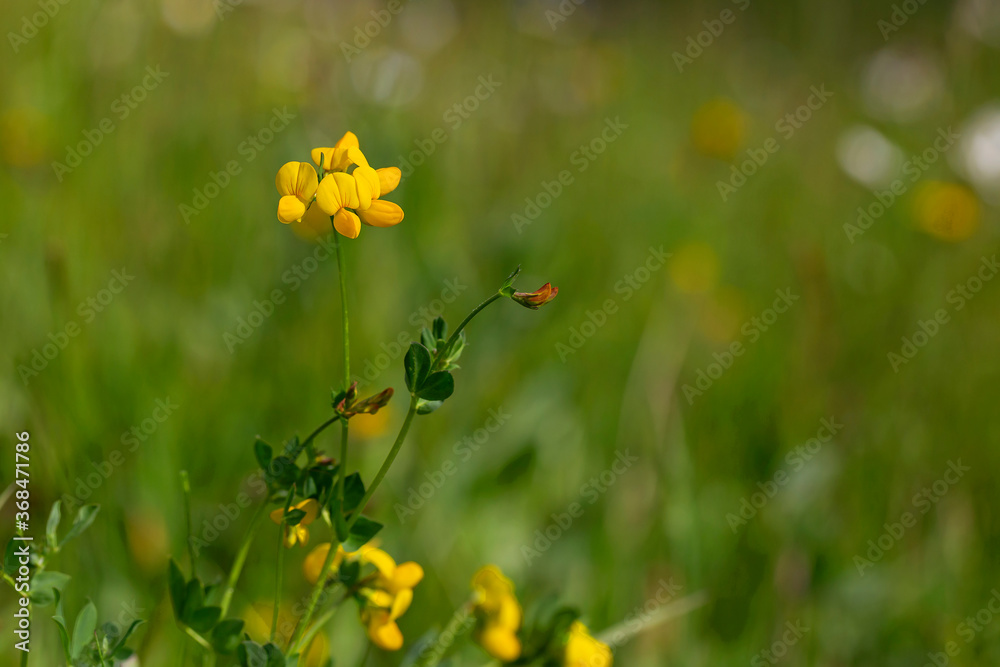 Lotus corniculatus is a flowering plant in the pea family Fabaceae