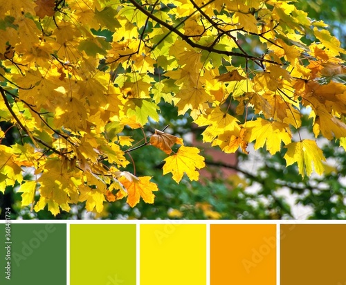 Autumn yellow  orange and red leaves on the branches of a Maple  Acer tree. Color palette swatches  natural combination of colors  inspired by nature.