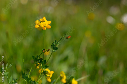 Lotus corniculatus is a flowering plant in the pea family Fabaceae. Macro shot of common birds foot trefoil (lotus corniculatus) flowers. photo