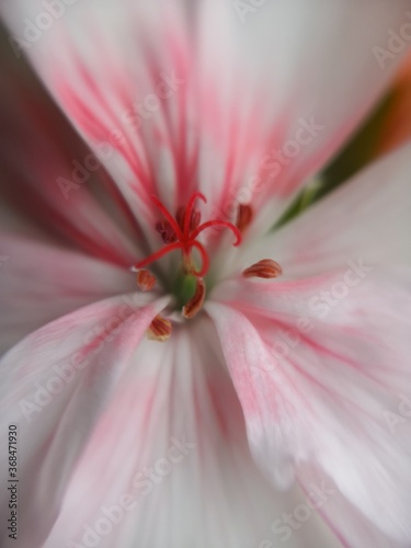 inside the flower
