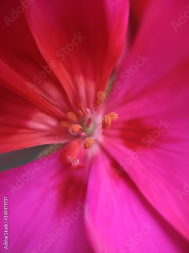 inside the flower