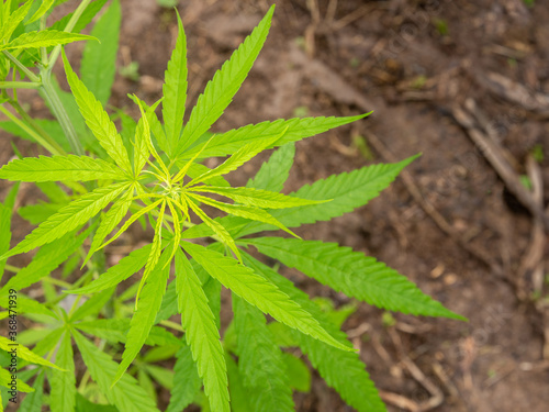 Cannabis Leaves on Marijuana Plant