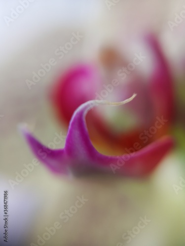 inside the flower