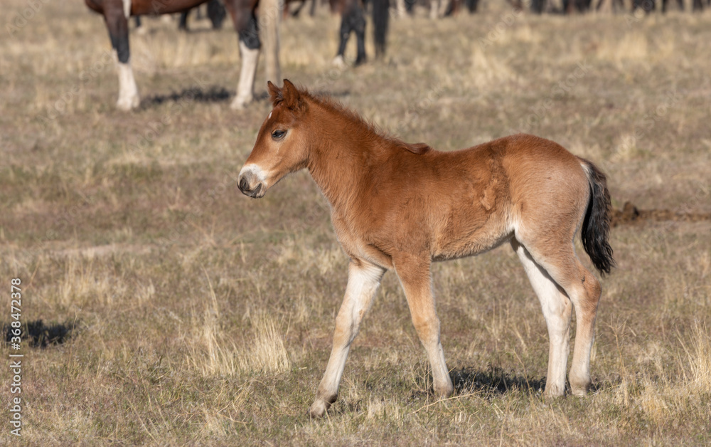 Wild Horse Foal in the Utah Desert Wild Horse Foal in the Utah Desert