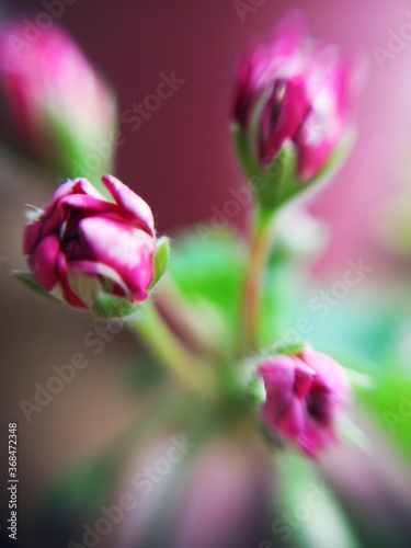 flower closeup