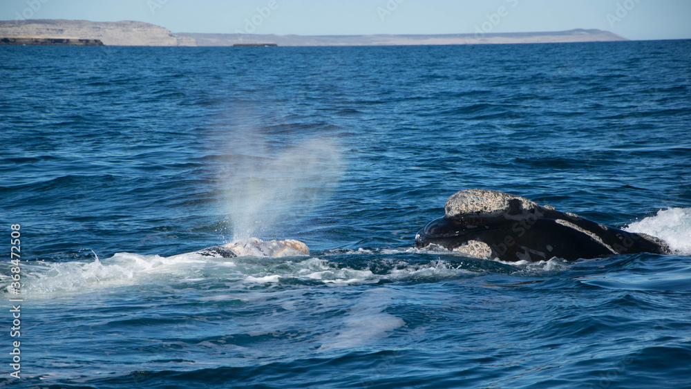 Obraz premium Ballenas