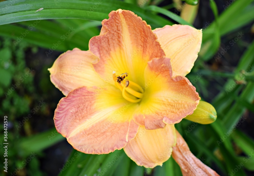 Fototapeta premium Orange Daylilies flower