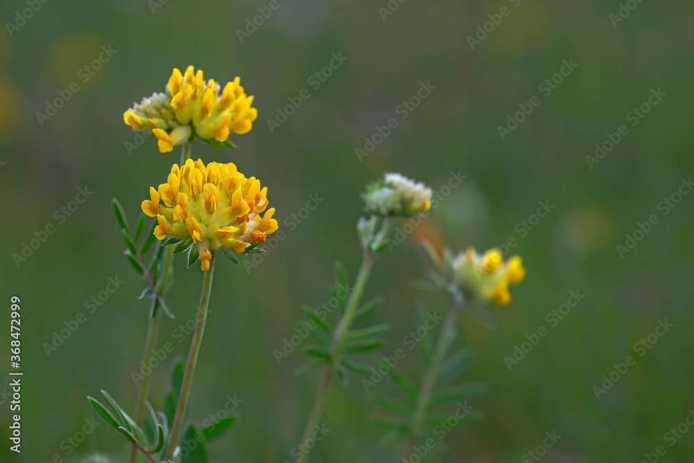 Anthyllis vulneraria, the common kidneyvetch, kidney vetch or woundwort is a medicinal plant native to Europe. Common kidneyvetch (Anthyllis vulneraria) flowers Anthyllis vulneraria, the common kidneyvetch, kidney vetch or woundwort is a medicinal plant native to Europe. Common kidneyvetch (Anthyllis vulneraria) flowers