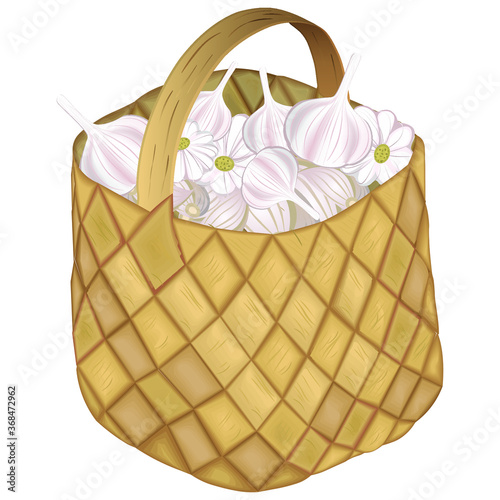 Full wicker basket with garlic on a white background. Vector illustration