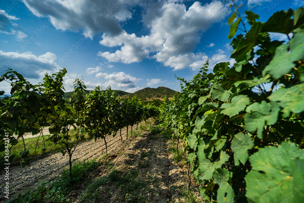 Vineyard in Kakheti region, Georgia