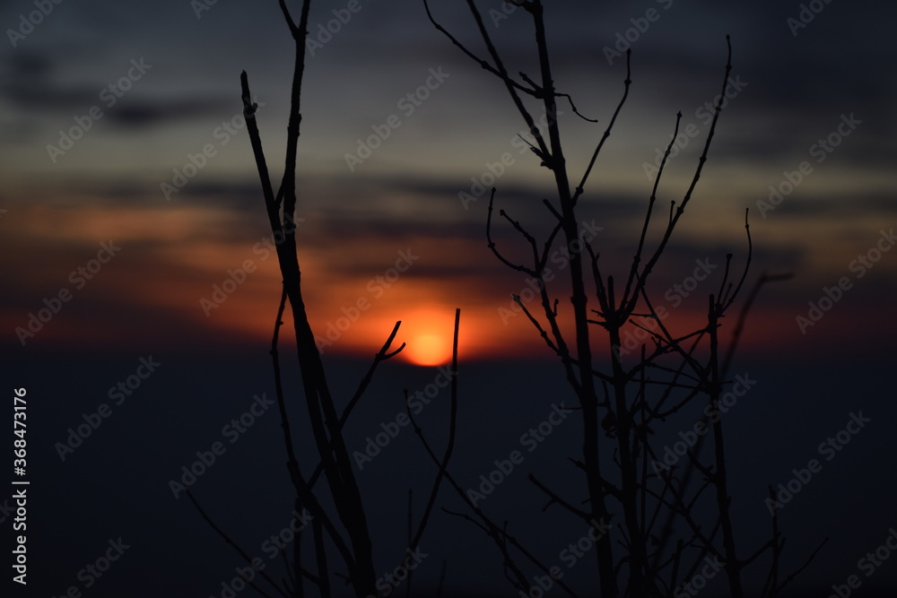 Obraz premium Beautiful plant and sunset in uttarakhand