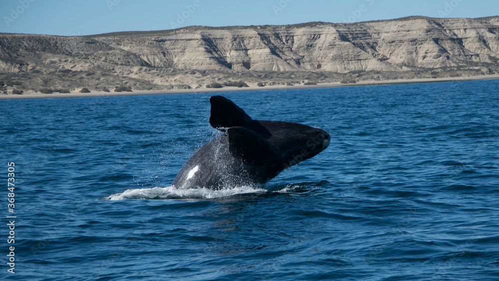 Fototapeta premium Ballenas