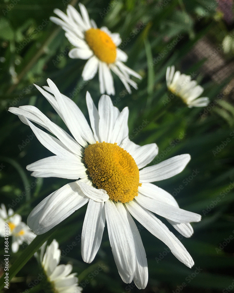 daisies in a garden