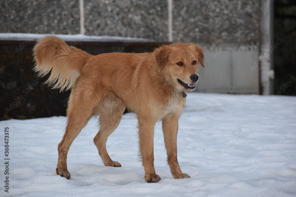 Beautiful picture of brown dog and white snow