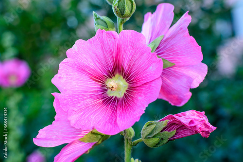 One delicate pink magenta flower of Althaea officinalis plant  commonly known as marsh-mallow in a British cottage style garden in a sunny summer day  beautiful outdoor floral background.