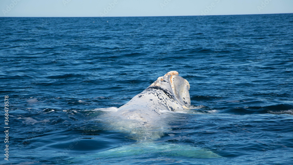 Naklejka premium Ballenas