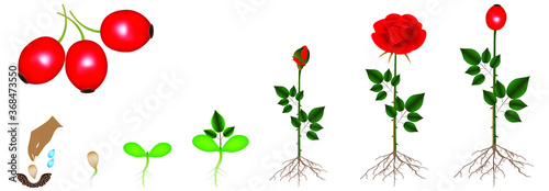 Cycle of rose plant growth, isolated on white background.